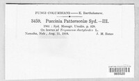 Puccinia pattersoniae image